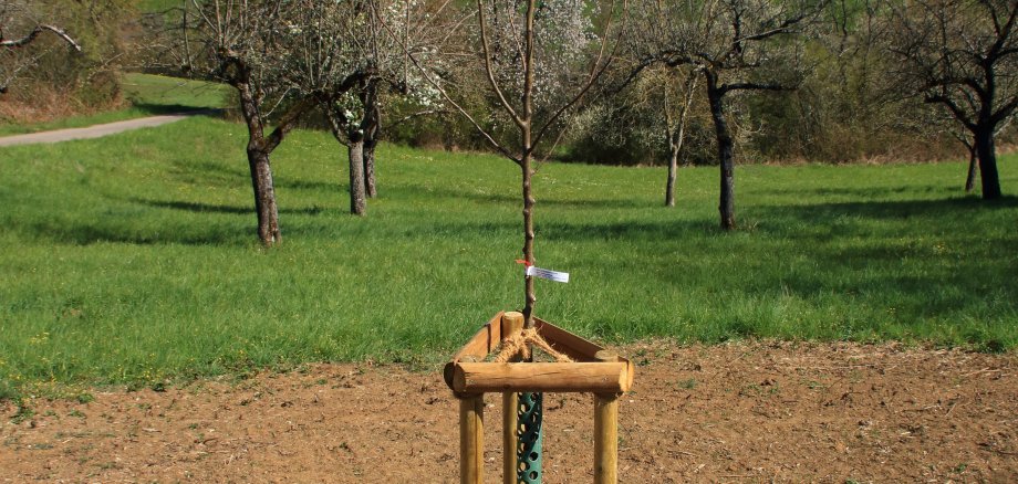 Frisch gepflanzter Baum mit Anwachshilfe auf einer Wiese