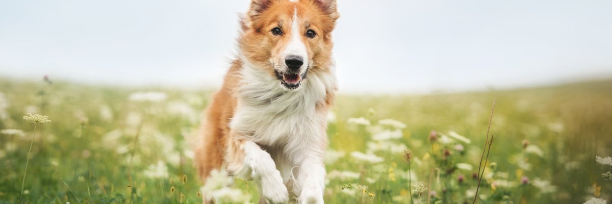 Red border collie dog running in a meadow